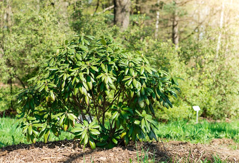 Multiplier le rhododendron
