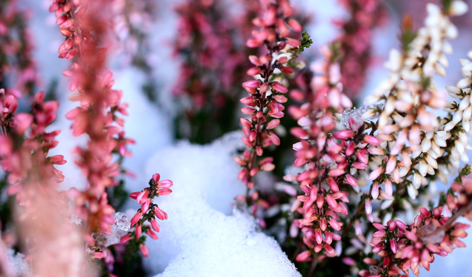 Les plus belles fleurs d'hiver, résistantes au gel