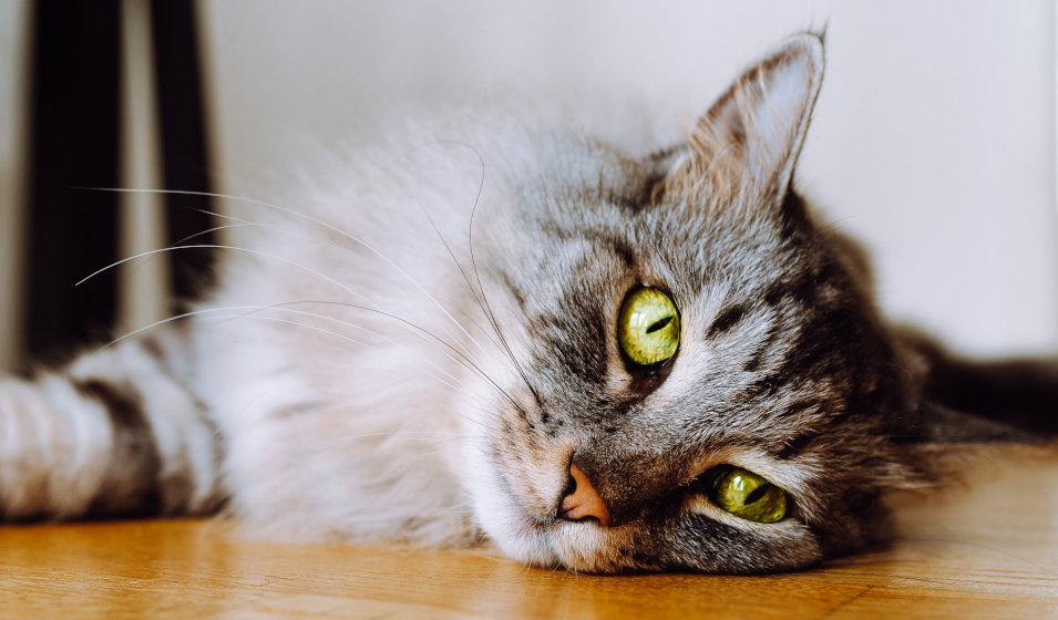 Des besoins différents entre les chats