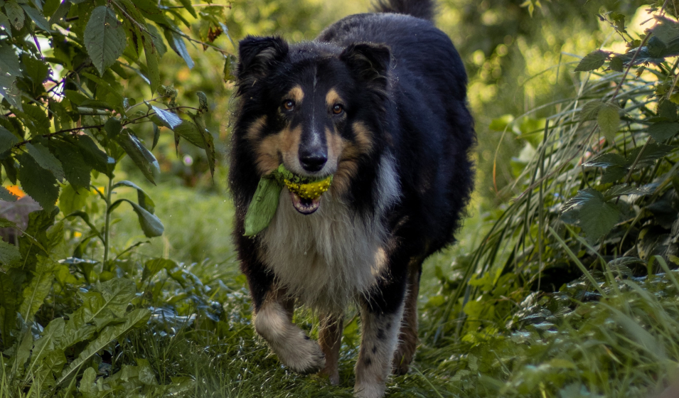 chien