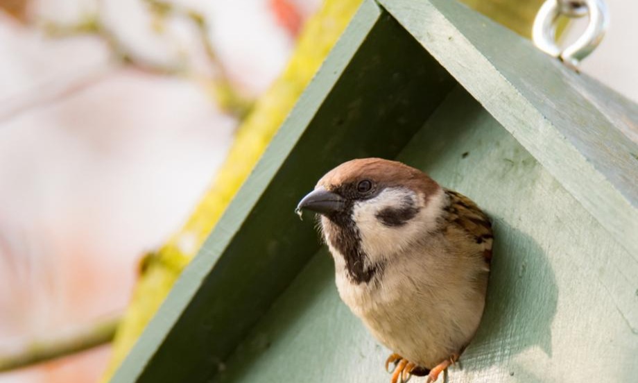 Moineau dans un nichoir
