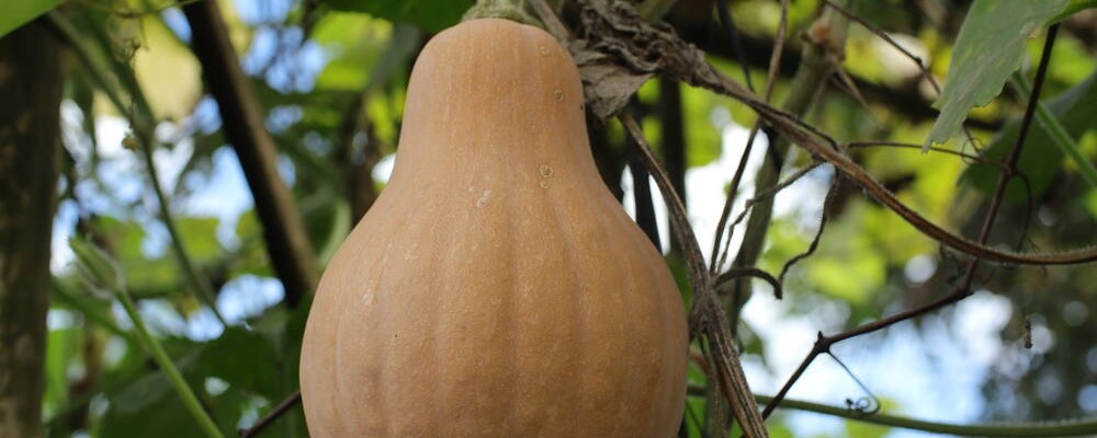 Des butternuts grimpant sur une pergola