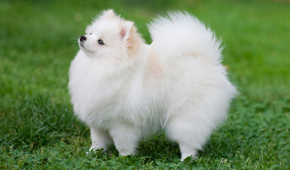 Spitz nain (Pomeranian) : caractère, taille et santé - Jardiland