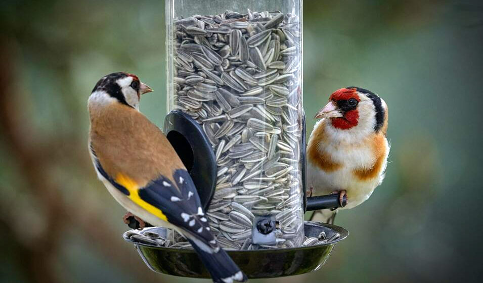 Mangeoire à graines d'arachides et de tournesol pour oiseaux du jardin