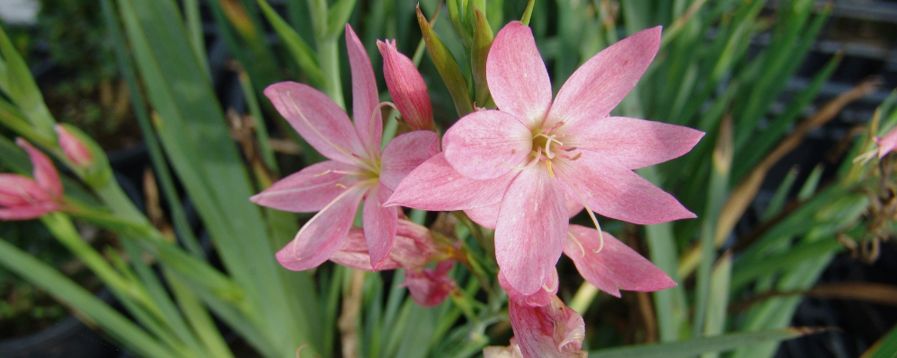 Schizostylis coccinea