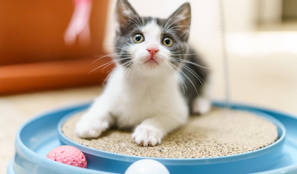 jouet chat