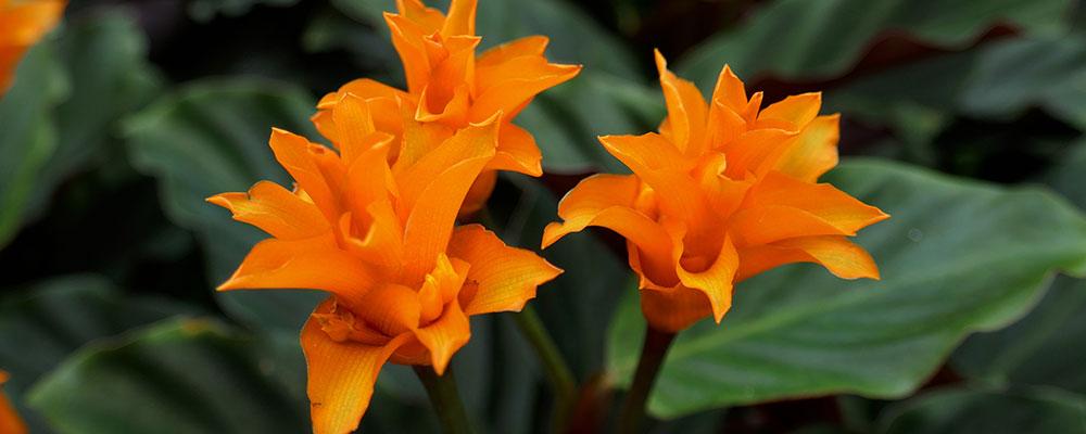 Calathea crocata