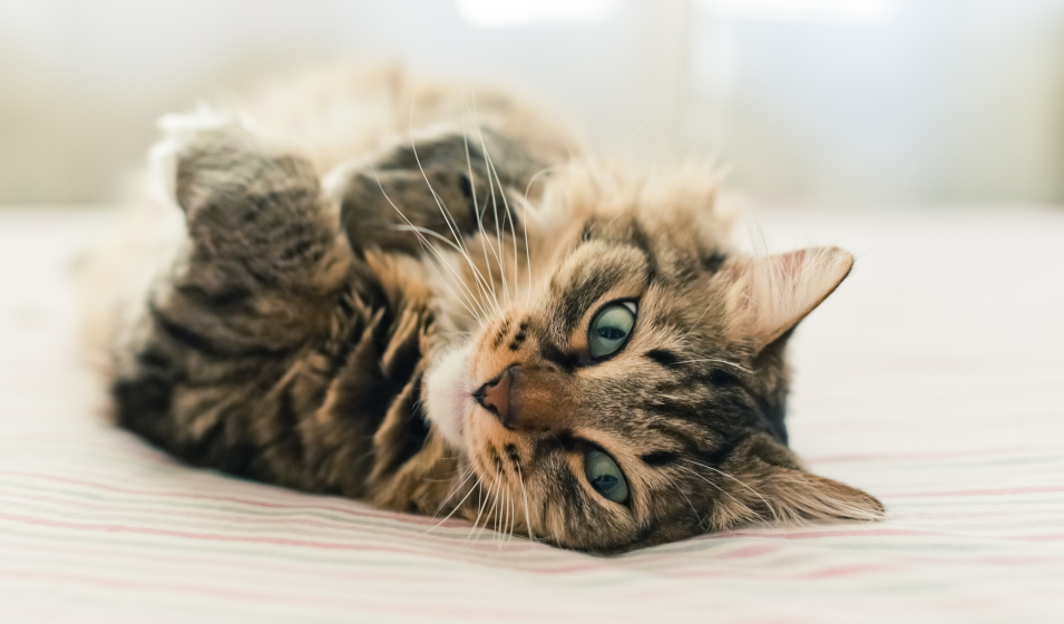chat