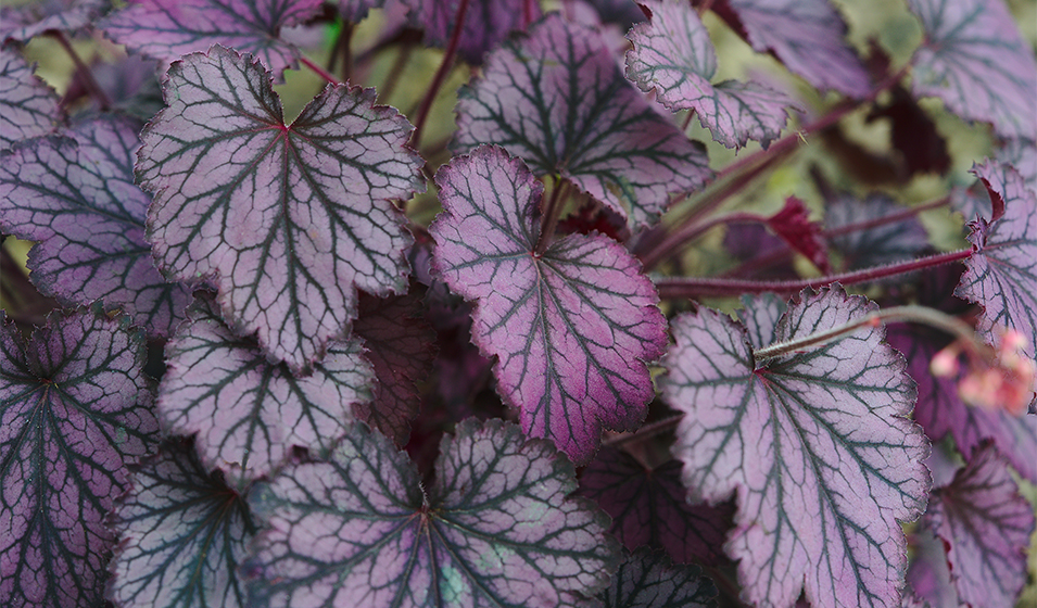 Heuchère, Heuchera