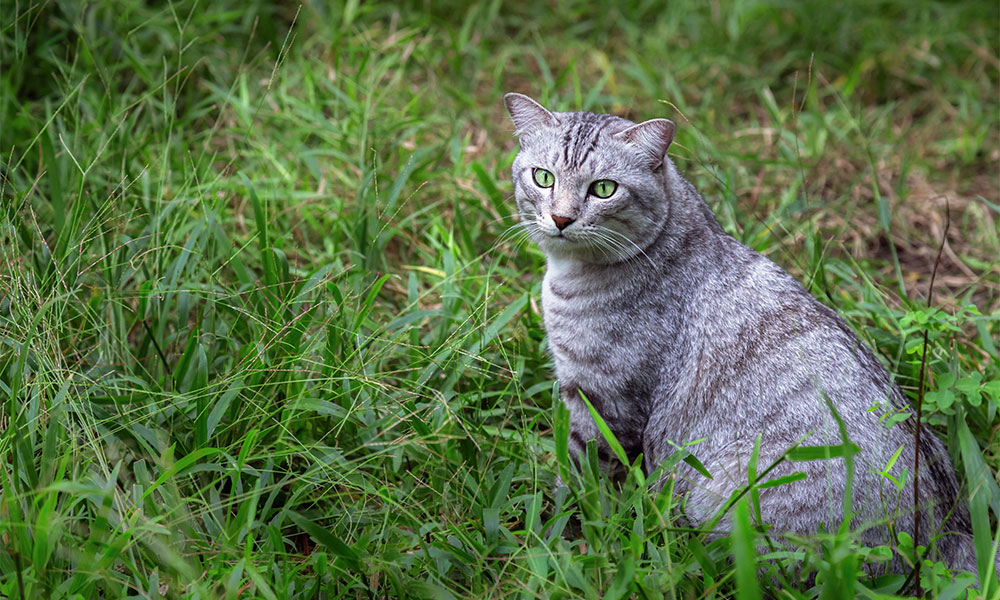 l'American Shorthair miaule peu mais ne rate rien de ce qui se passe autour de lui !!