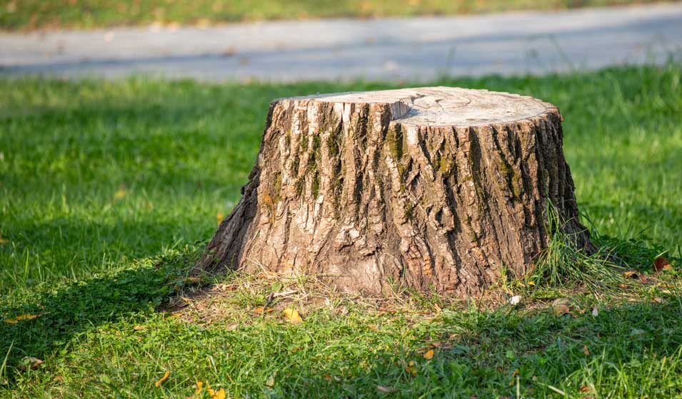 Les souches d'arbre, ces grandes mal-aimées des déchetteries