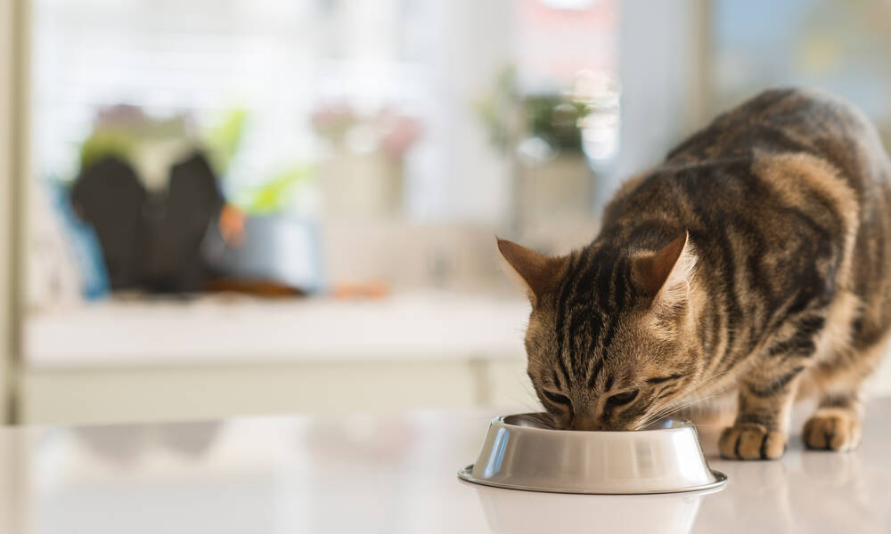 Les aliments humides sont plus rassasiants même quand ils sont allégés