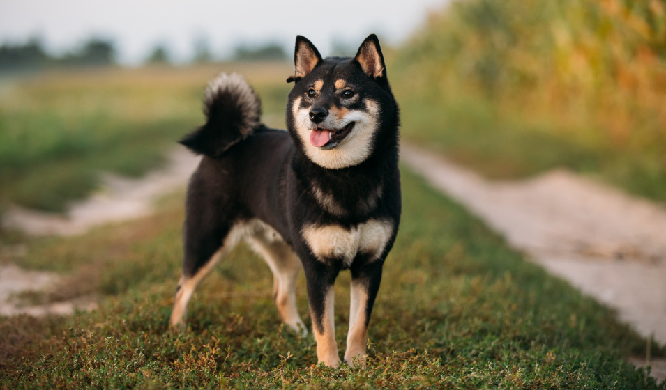 Shiba inu caract re sant et alimentation Jardiland