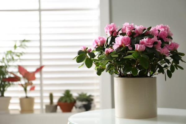 Protéger l'azalée des fleuristes en pot en hiver