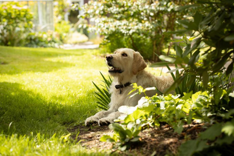 Jardin