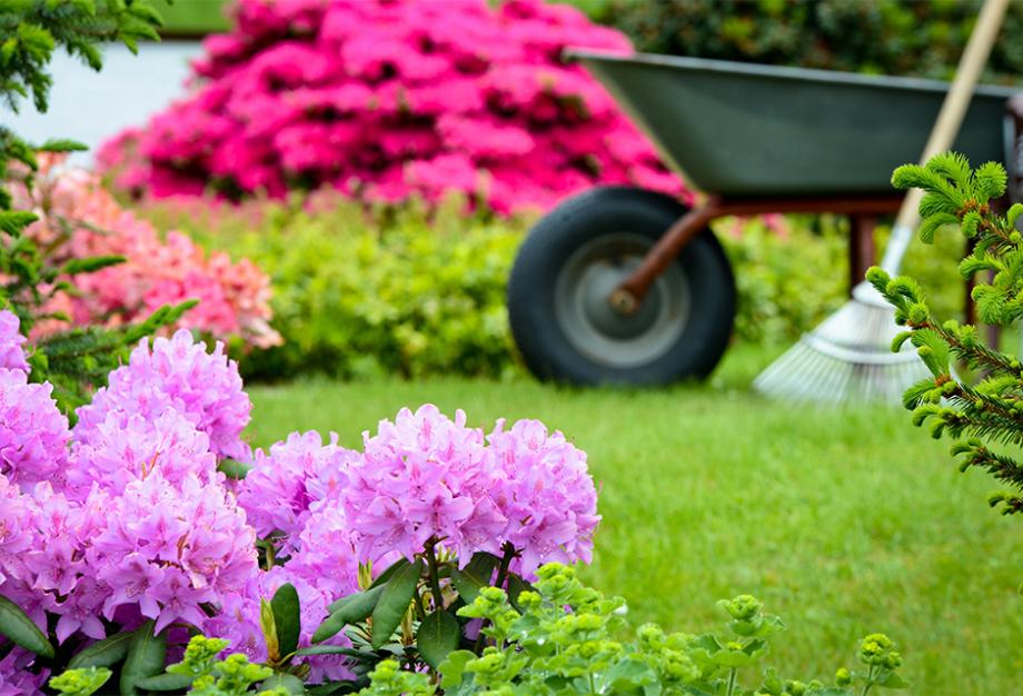Rhododendron