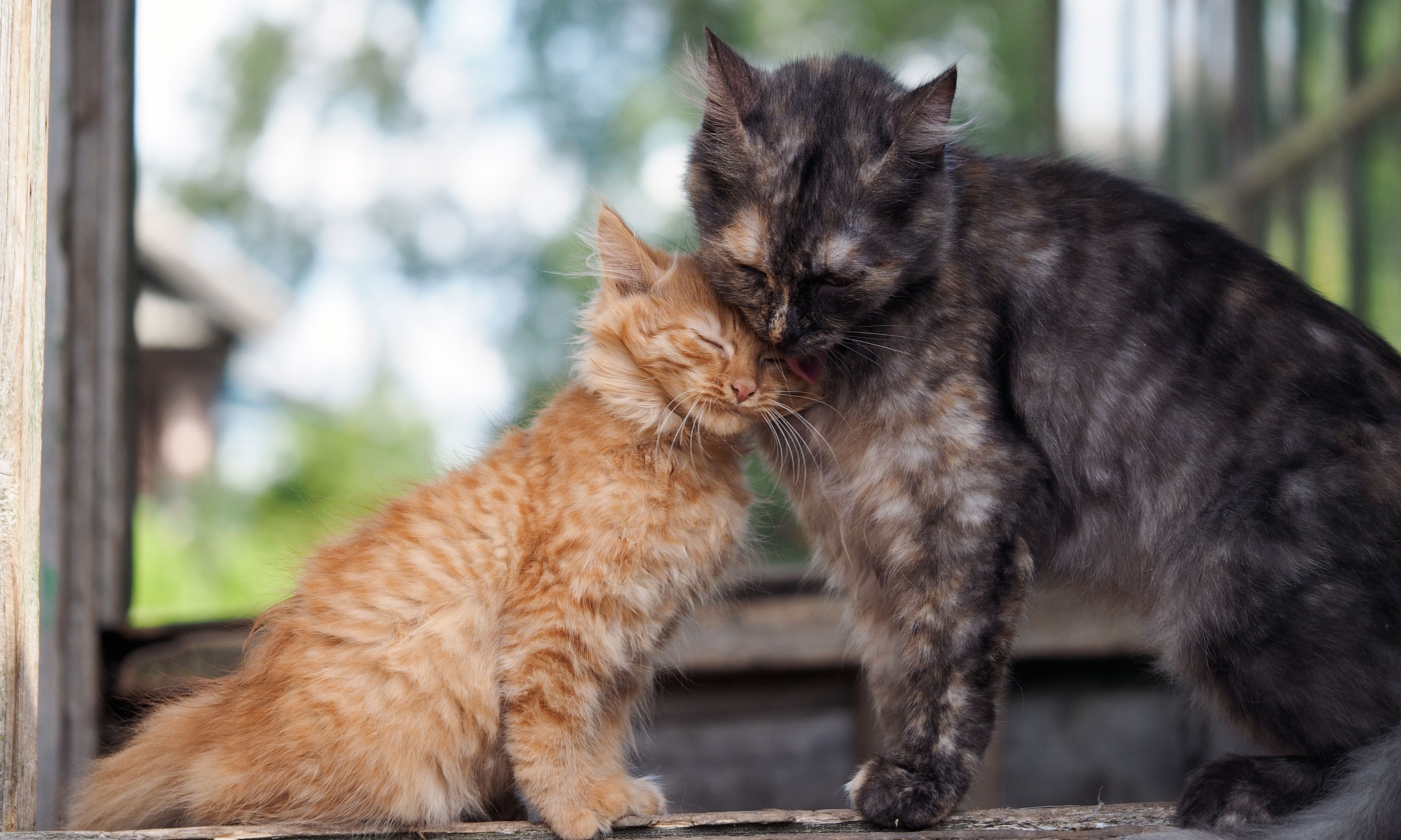 Faut-il stériliser votre chat femelle ?