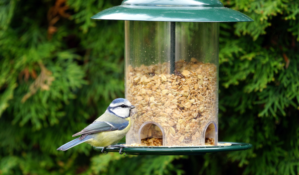Est-ce une bonne idée de nourrir les oiseaux en automne ? : Femme