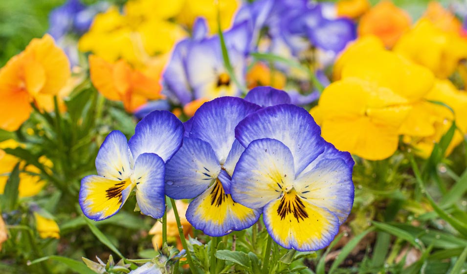 Comment Planter Et Entretenir La Viola Cornuta Jardiland