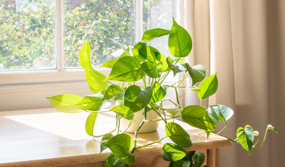 Le pothos, "the best"