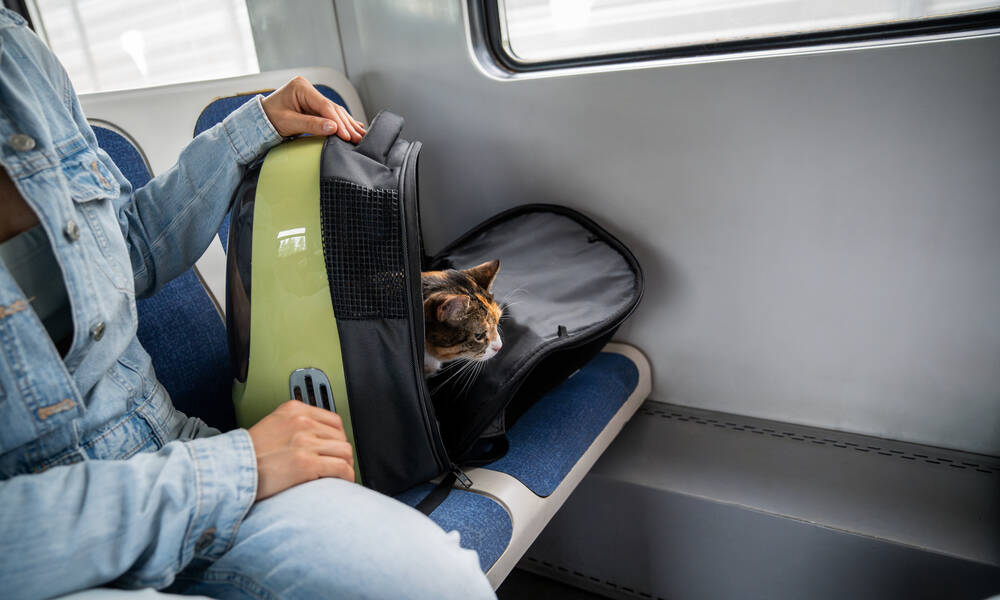 Ce qu'il ne faut pas faire : sac de transport posé sur le siège adjacent et ouvert 