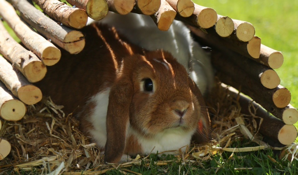 Les lapins aiment se cacher dans un petit abri