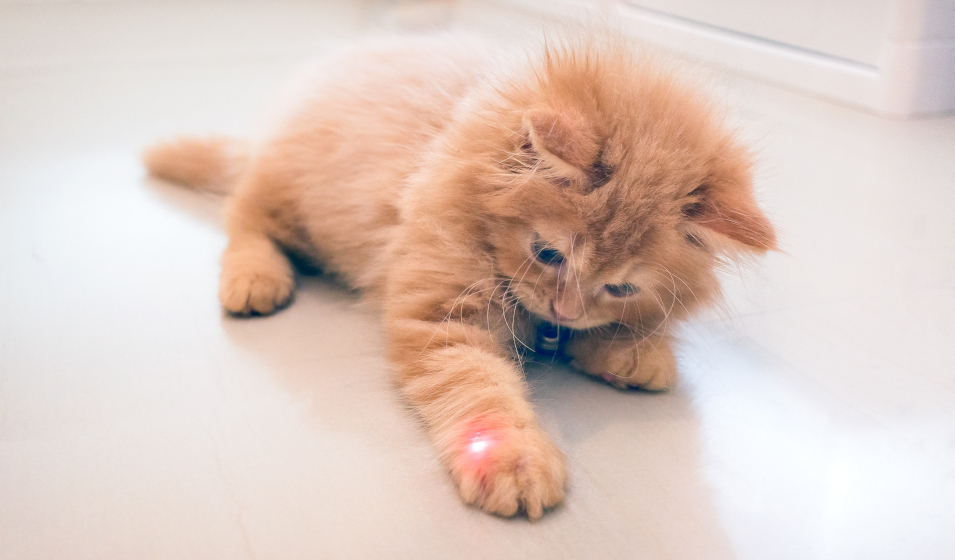 chat laser