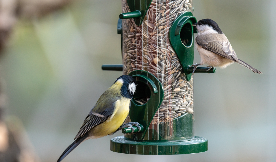 Quelles mangeoires choisir pour les oiseaux du jardin ? - Jardiland