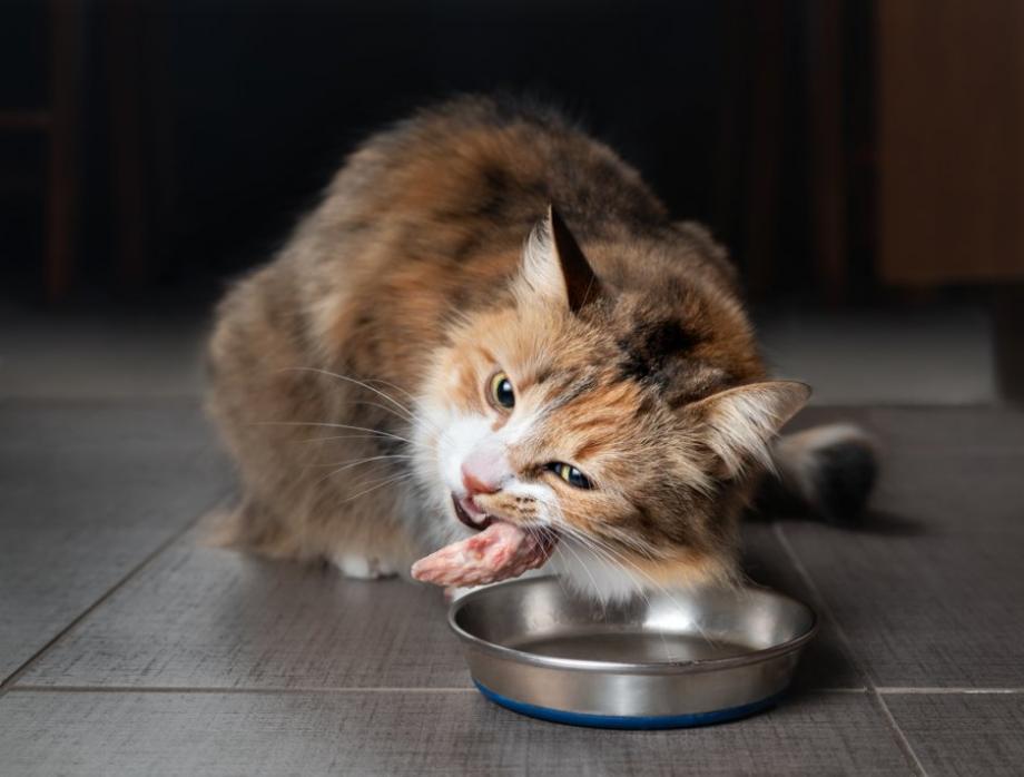 Une transition alimentaire longue pour le passage au régime BARF