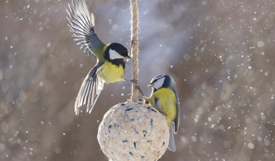 Les boules de graisse aident les oiseaux du jardin à bien passer l'hiver 