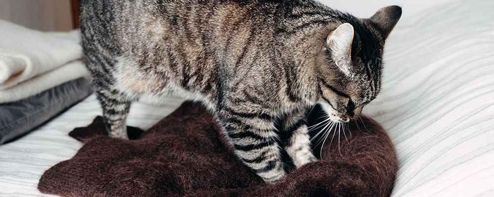 S'il patoune auprès de vous, c'est bon signe !