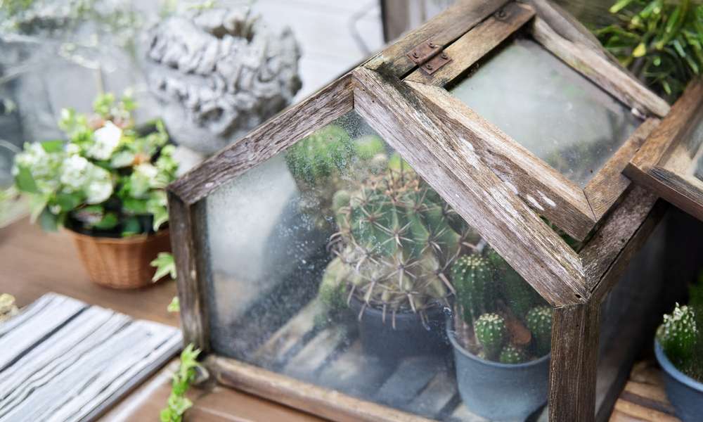 Une mini serre en bois faite maison pour abriter des cactus