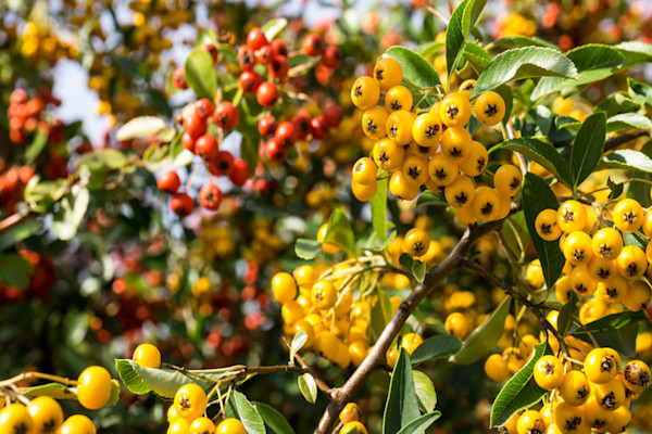 Buisson ardent ou pyracantha