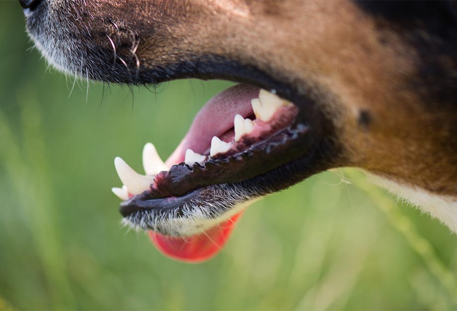 Nettoyage des dents de votre chien