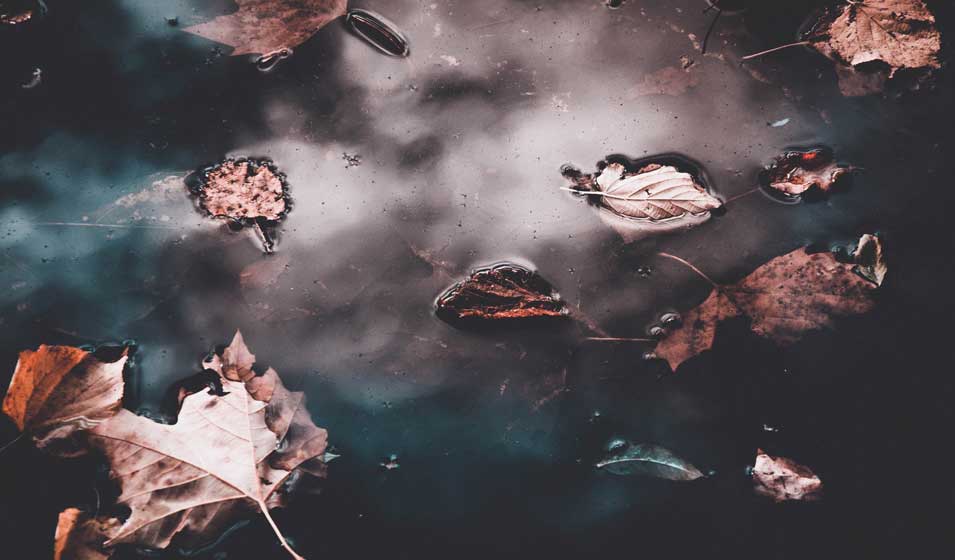 Bassin de jardin