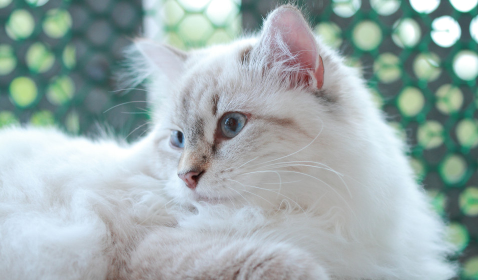 chat sibérien 6