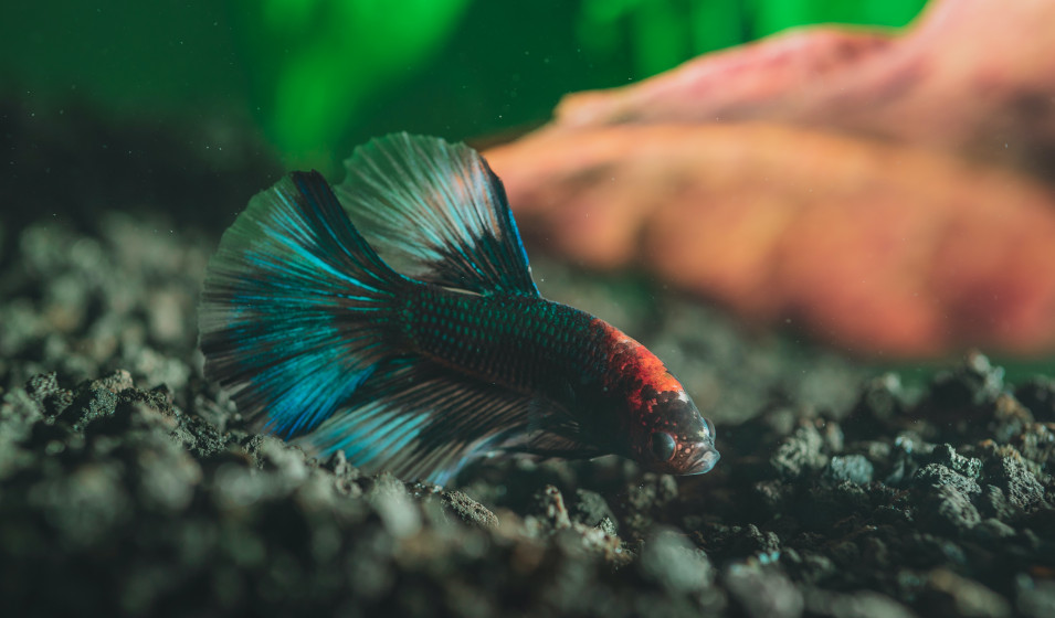 aquarium poisson rouge avec filtre combattant