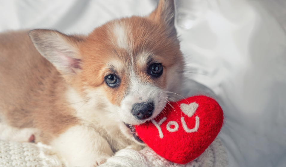 La Saint-Valentin est l'occasion de gâter son chien !