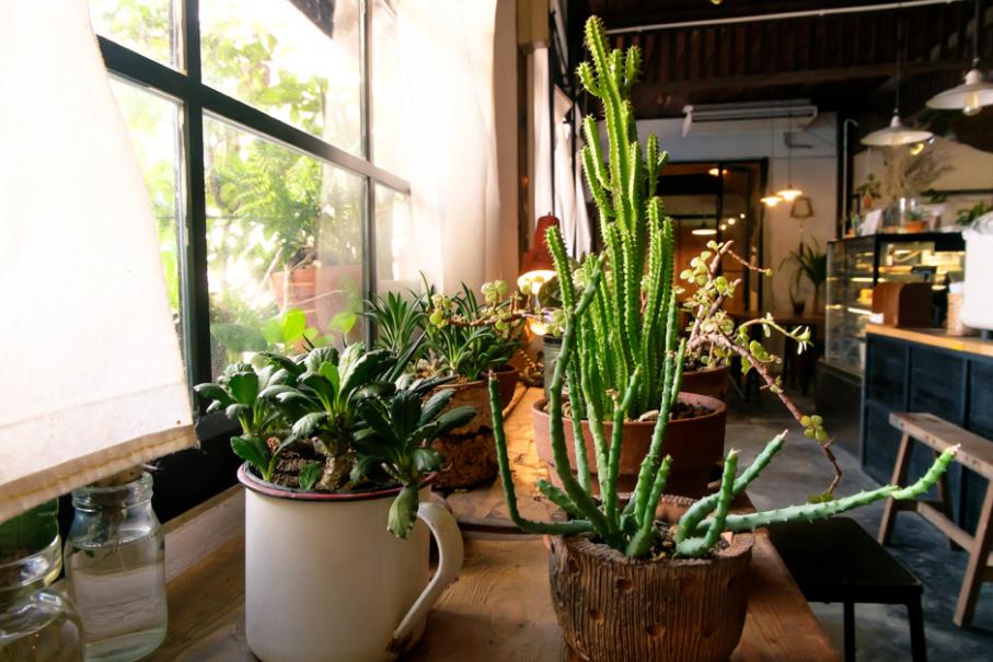 Quel est le bon éclairage pour les plantes d'intérieur ? - Gamm vert
