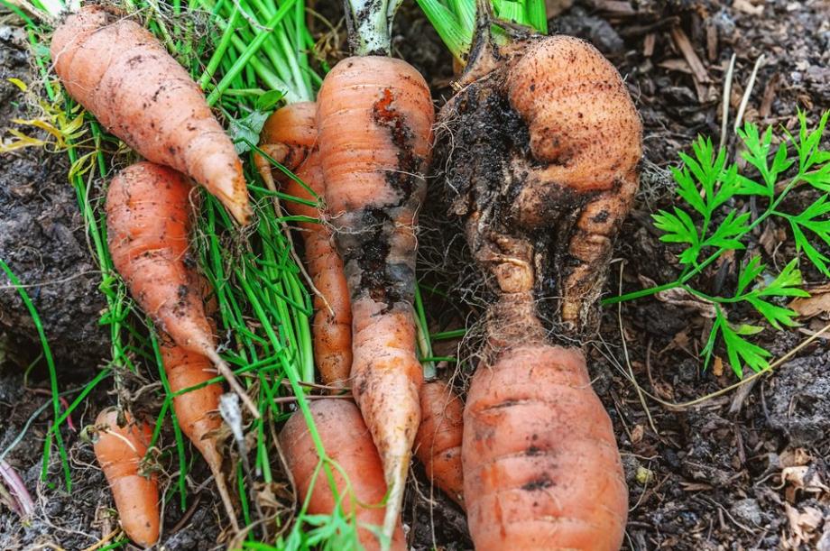 Certaines associations avec la carotte protègent celle-ci de ses parasites