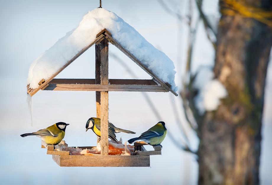 Installer un nichoir pour oiseaux du jardin - Gamm vert