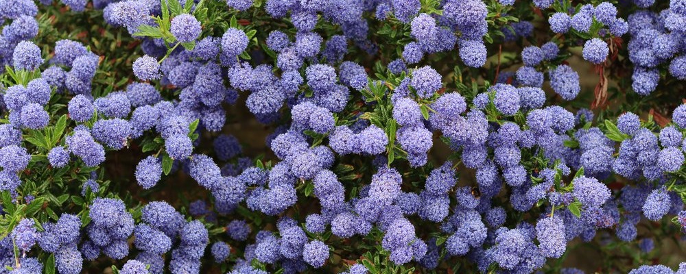 Céanothe ou lilas de Californie