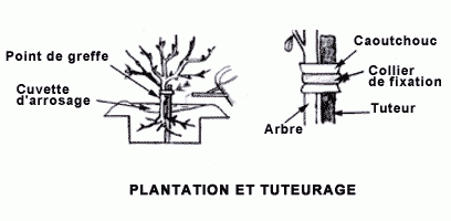 Comment planter un arbre
