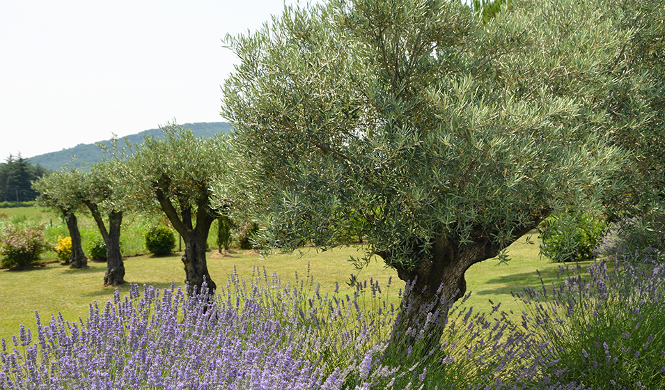 Olivier plantation, culture et entretien Jardiland