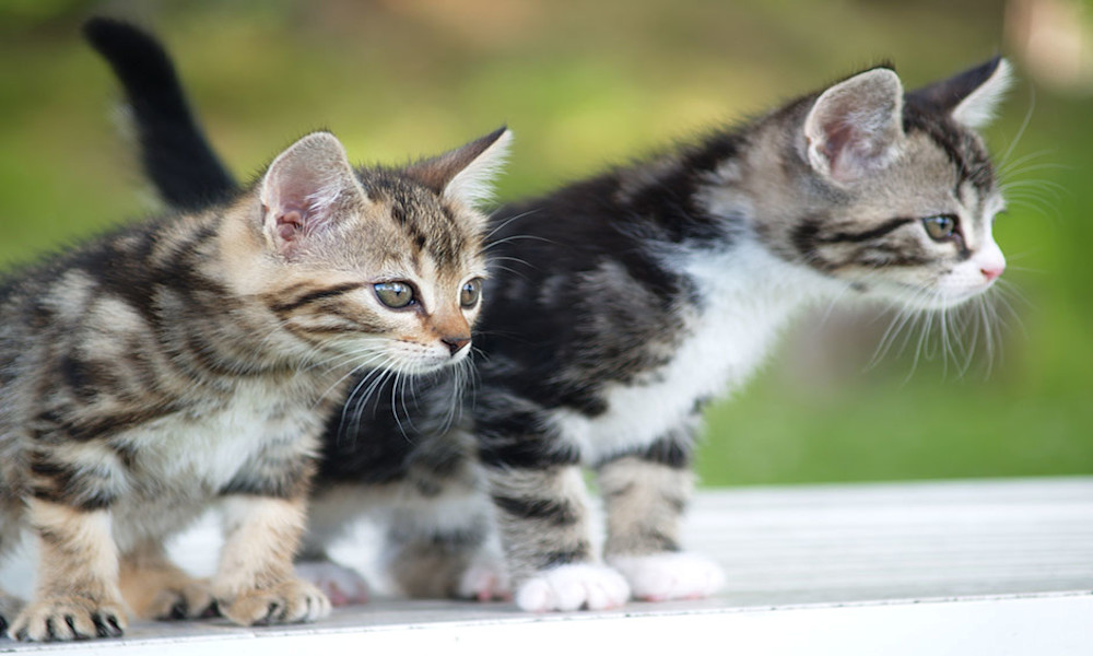 Quelle quantité de nourriture donner à un chaton ?