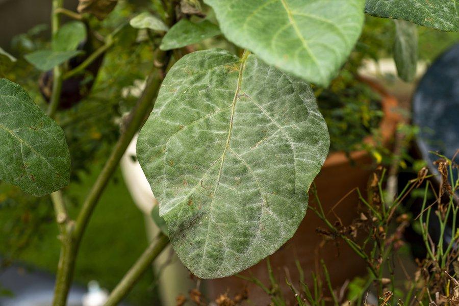 Des fleurs d'aubergines qui tombent à cause du mildiou
