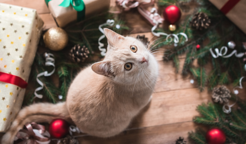 Choisir un cadeau de Noël pour son chat