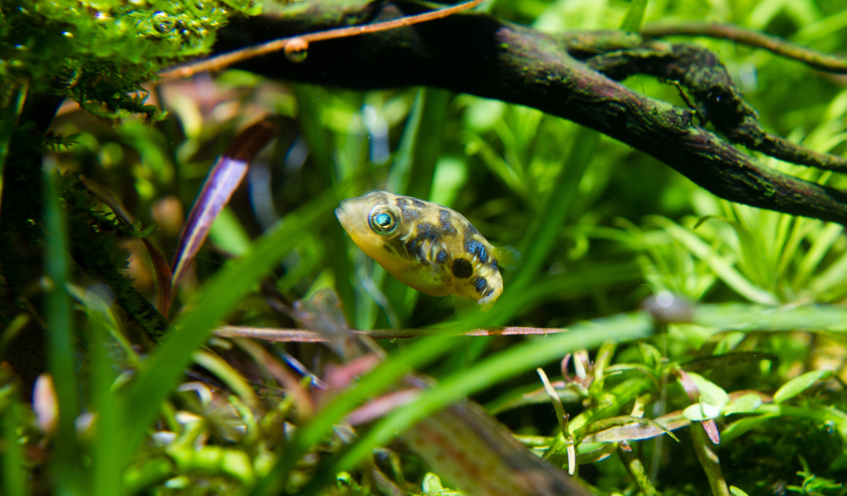 Quels poissons peuvent cohabiter avec un combattant ? Jardiland