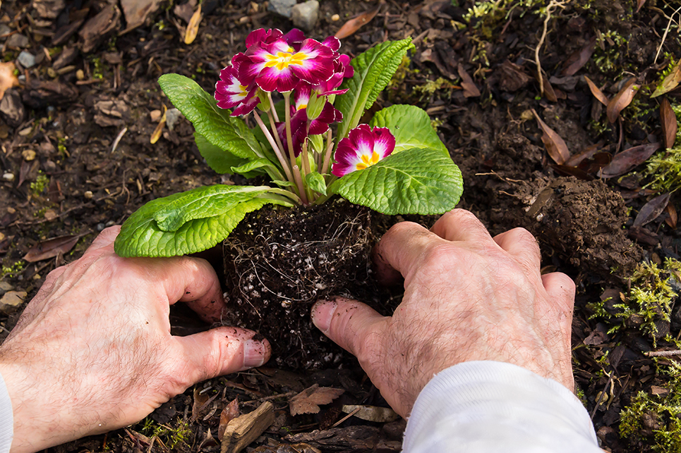 Primevre : plantation, culture et entretien - Jardiland