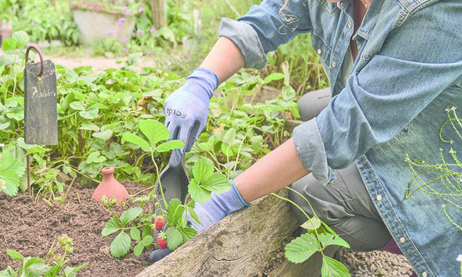 Les oyas peuvent être utilisés pour les fraisiers 